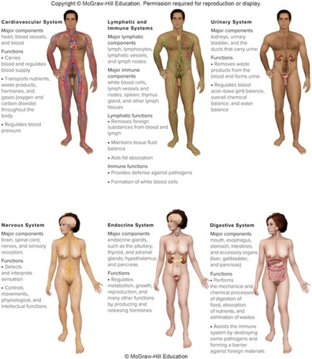 <p>Drains fluid surrounding cells; contains lymph.</p>