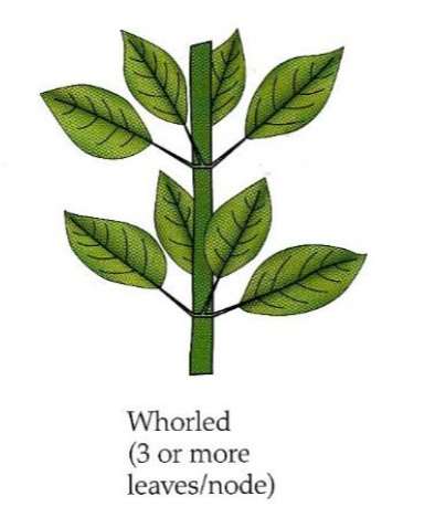 <p>Tre eller flere blader festet rundt samme punkt på stengelen</p>