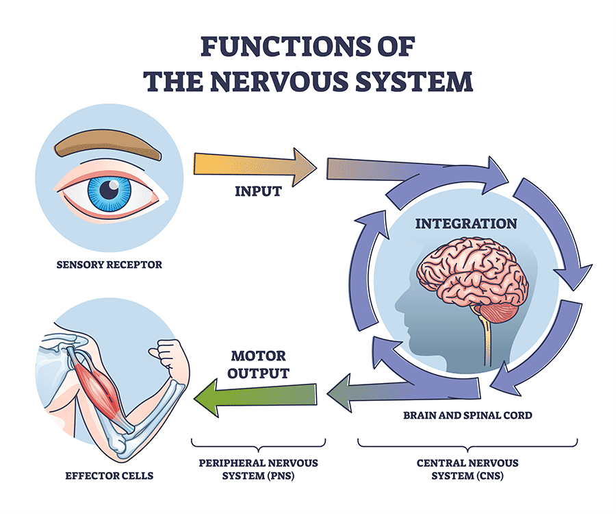 <ol><li><p><strong><u>Sensory:</u></strong> <span><span>Sensory neurons detect stimuli and transmit the information up to the CNS.&nbsp;</span></span></p></li><li><p><strong><u>Integration</u></strong>: <span><span>the brain takes sensory information, creates a coded message, and then sends signals through the Central Nervous System, mainly in the brain, where the message is decoded based on past information. This is done through interneurons that receive and carry out signals within the CNS.&nbsp;</span></span></p></li><li><p><strong><u>Motor:</u></strong> <span><span>After the command is issued from the CNS, the motor neurons send signals out to muscles and gland cells and the actual response to the original stimulus is performed. &nbsp;</span></span></p></li></ol><p></p>