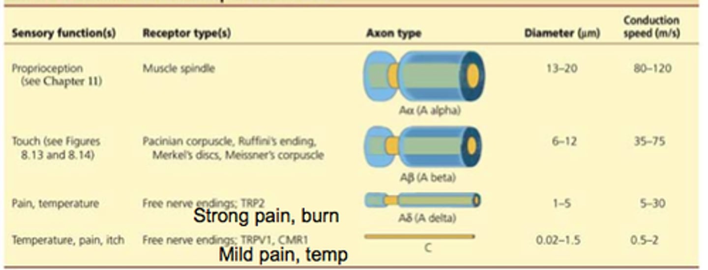 <p>(A) thin, thin</p><p>Somatosensory neurons for temperature, pain, and some touch have thin diameter axons with thin layers of myelin sheath.</p>