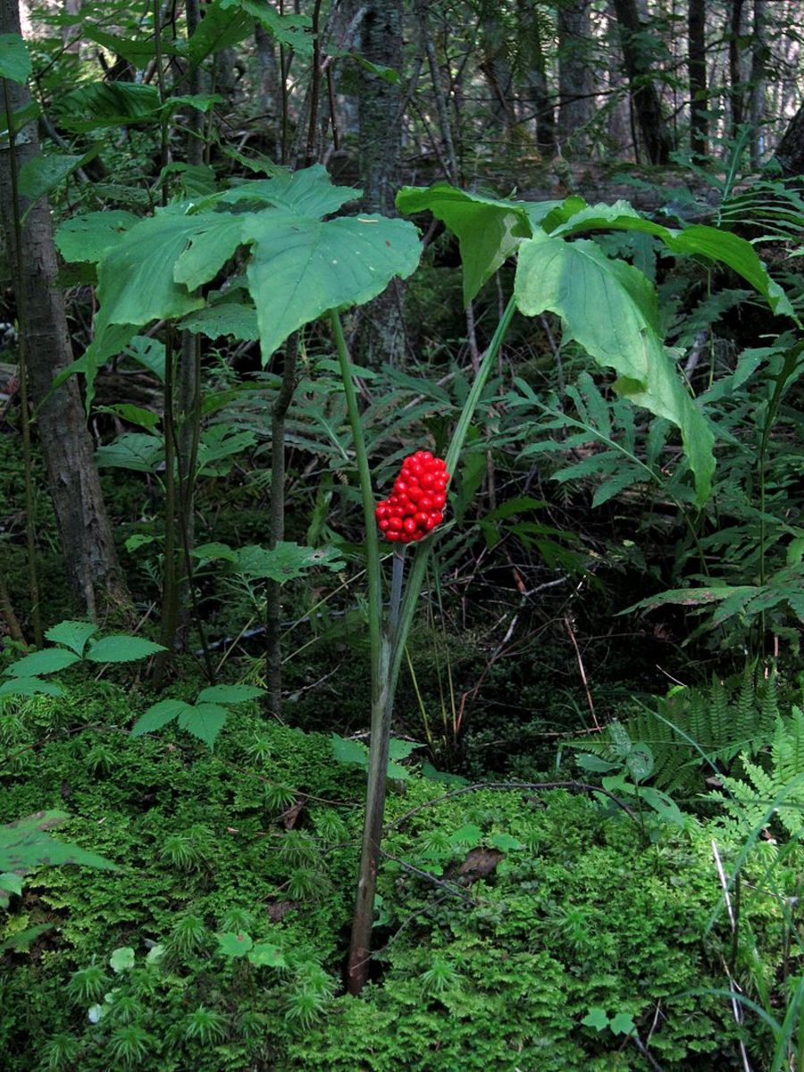 <p>A unique plant characterized by its hooded flower structure and occurrence in moist, wooded areas.</p>