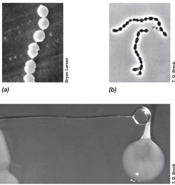 <p>Are <em>Streptococcus</em> species homofermentative or heterofermentative?</p>