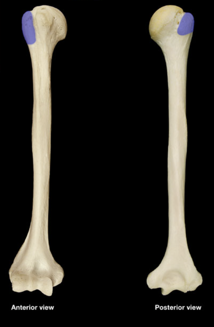 <p>(right humerus)</p>