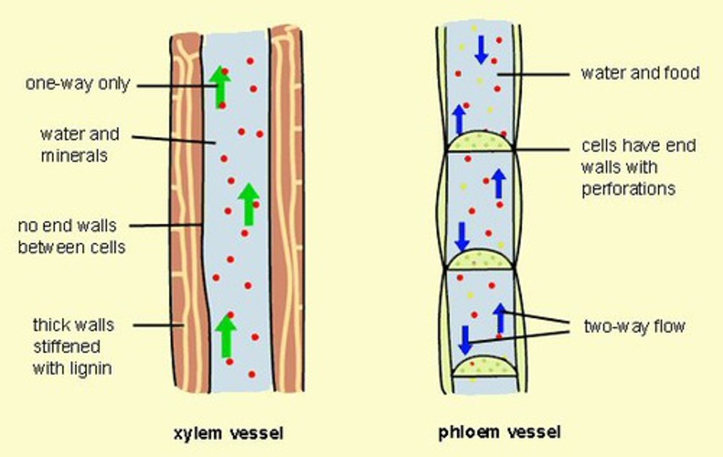 <p>Tubes that transport nutrients and water</p>
