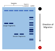 <p><span>This is a laboratory technique used to separate DNA, RNA, or protein fragments based on their size and charge. It does this by applying an electric field to a gel matrix, creating a positive and negative ends. The DNA, being negatively charged, goes to the positive end, separating fragments by size since smaller molecules faster and further than larger ones.</span></p><p><span>The band patterns can also be used to identify people. </span></p>
