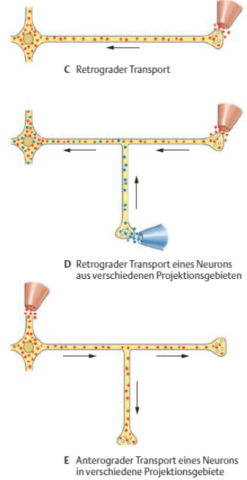 Anterogrades Tracing:
Forschungsmethode, um vom Zellkörper bis zur Synapse zu finden

Retrogrades Tracing:
- gegenteilig zu anterogradem Tracing
Forschungsmethode, um von der Synapse zum Zellkörper zu finden