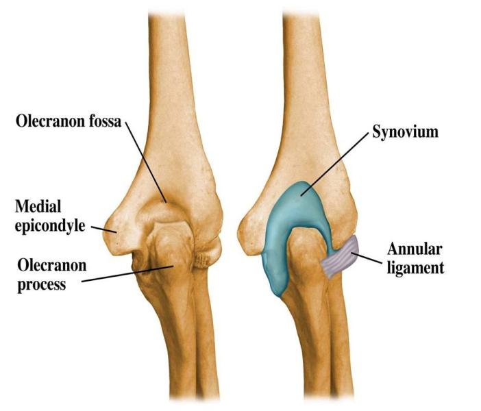 <ol><li><p><span>a depression on posterior distal humerus</span></p></li><li><p><span>forms elbow joint</span></p></li><li><p><span>accommodates proximal ulna</span></p></li></ol><p></p>