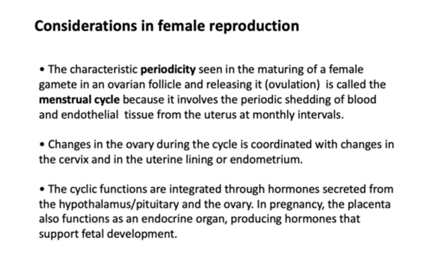 <p>placenta</p>