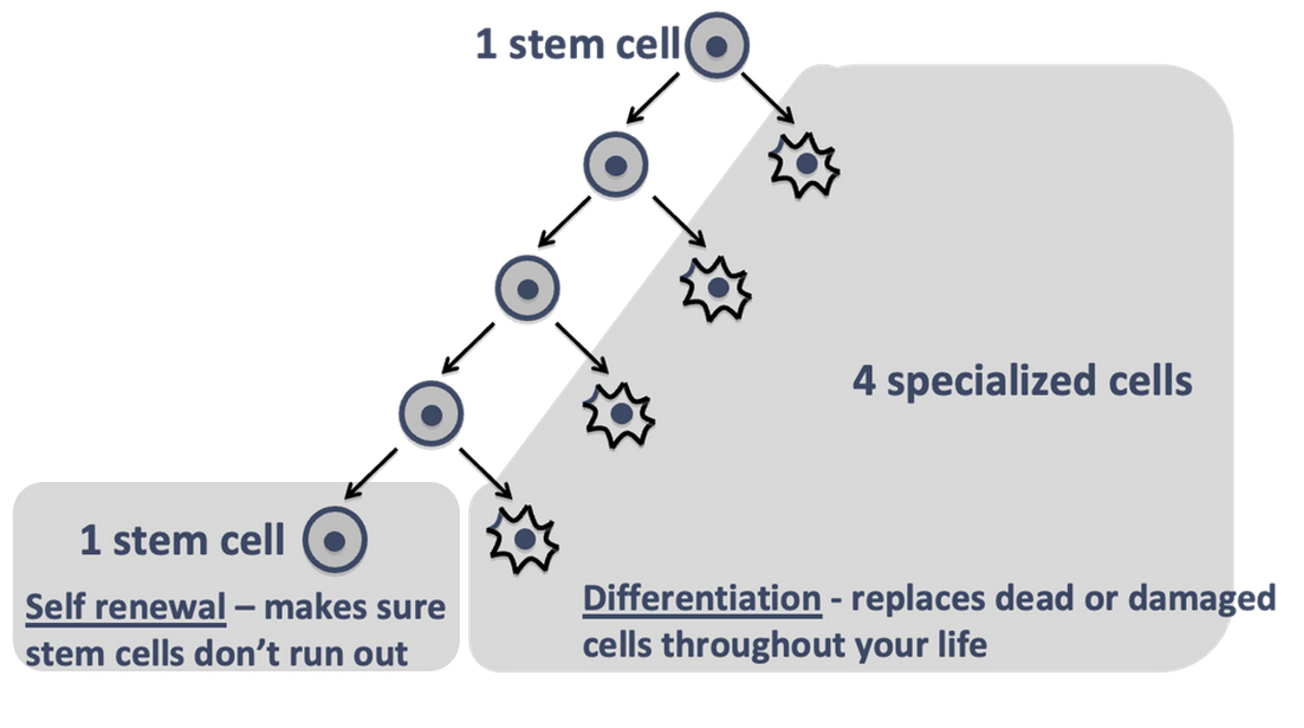 <p><span><u>Self-renewal</u> is required to maintain a pool of stem cells. If they don’t copy themselves, stem cells would run out.</span></p>
