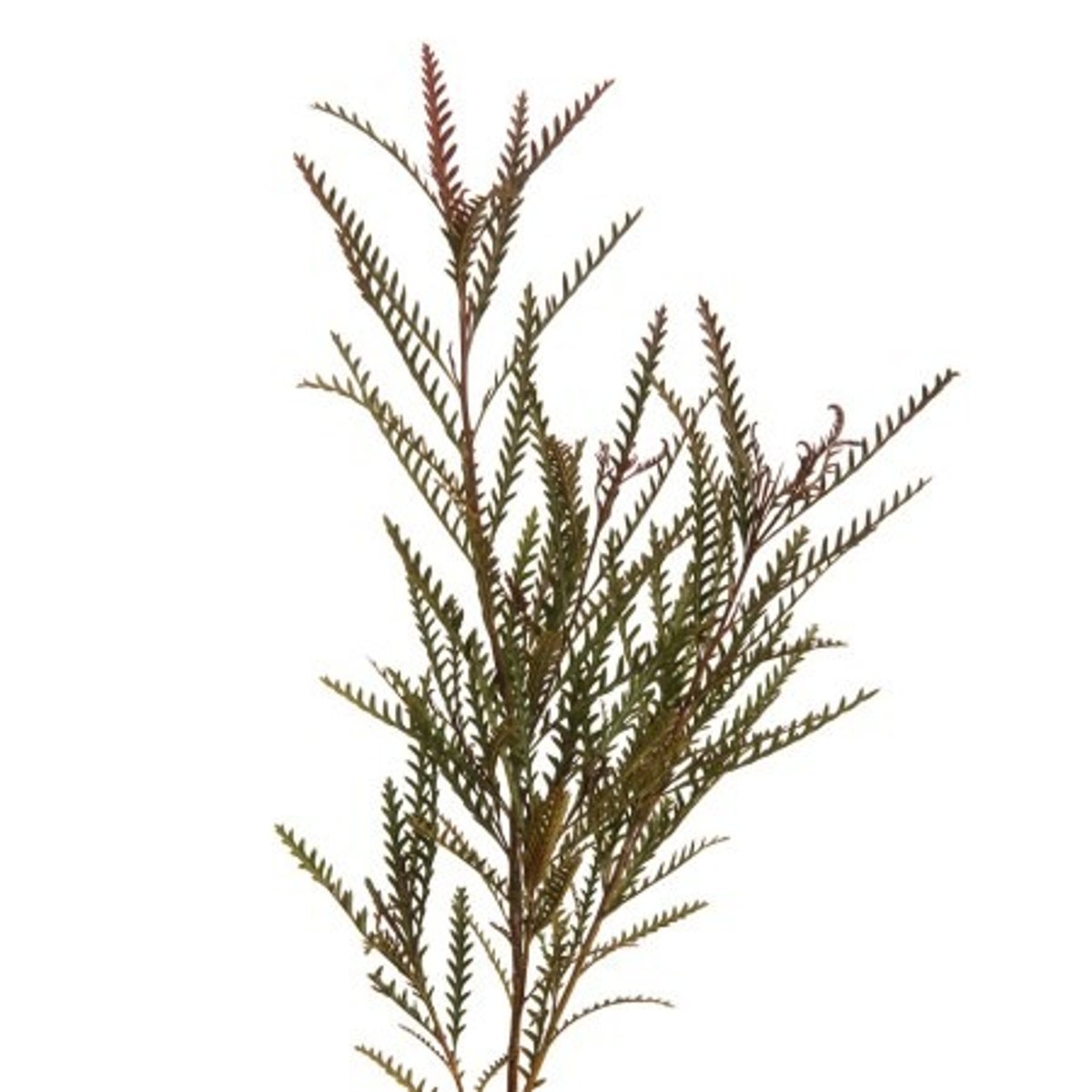 <p>Grevillia; Filler</p>