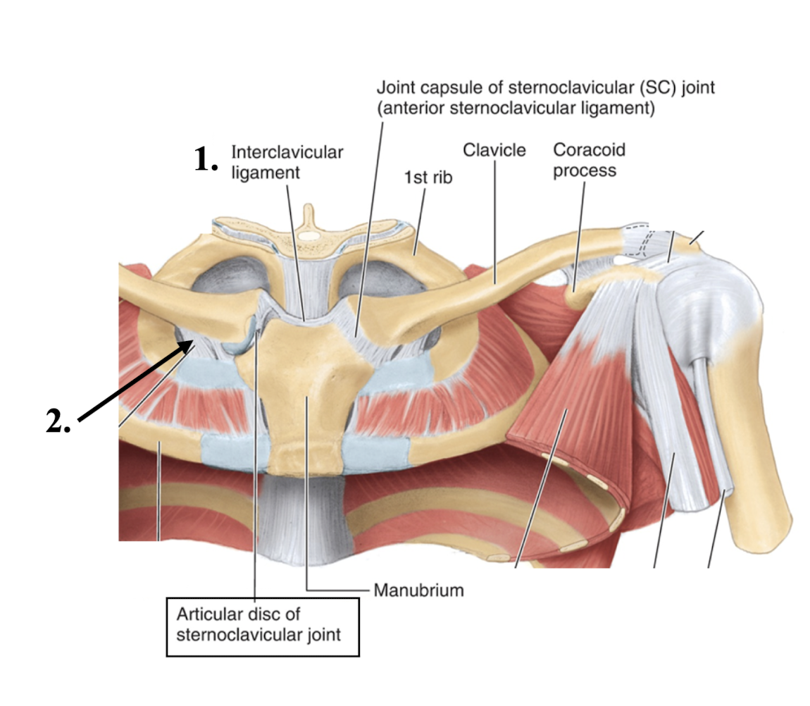 <ul><li><p>type: saddle</p></li><li><p>parts:</p><ul><li><p>articular disc (protected by ligaments)</p></li><li><p>ligaments:</p><ul><li><p>anterior sternoclavicular L. </p></li><li><p>posterior sternoclavicular L. </p></li><li><p>1. interclavicular L. (b/w 2 clavs)</p></li><li><p>2. costaclavicular L.  (1st rib and clav.)</p></li></ul></li></ul></li></ul><p></p>