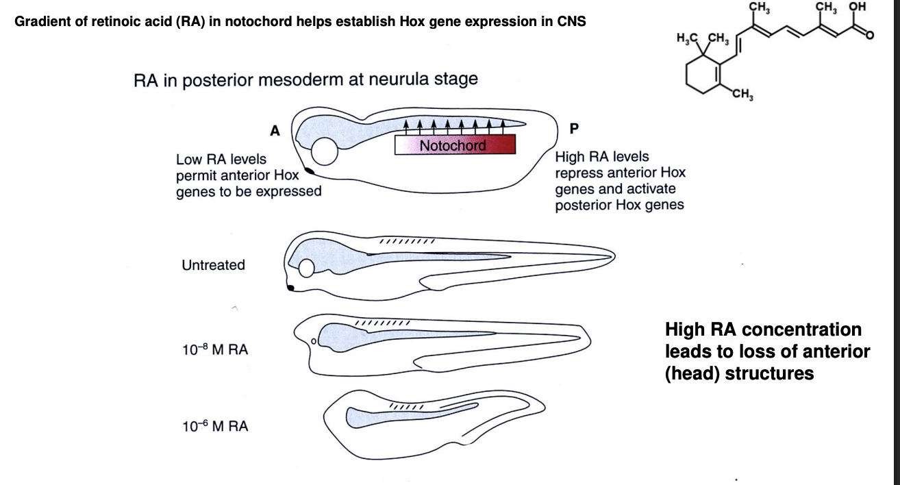 <ul><li><p><strong>Anterior</strong>→ little</p></li><li><p>Increases more and more…</p></li><li><p><strong>Posterior</strong>→ highest level</p></li></ul><p></p>