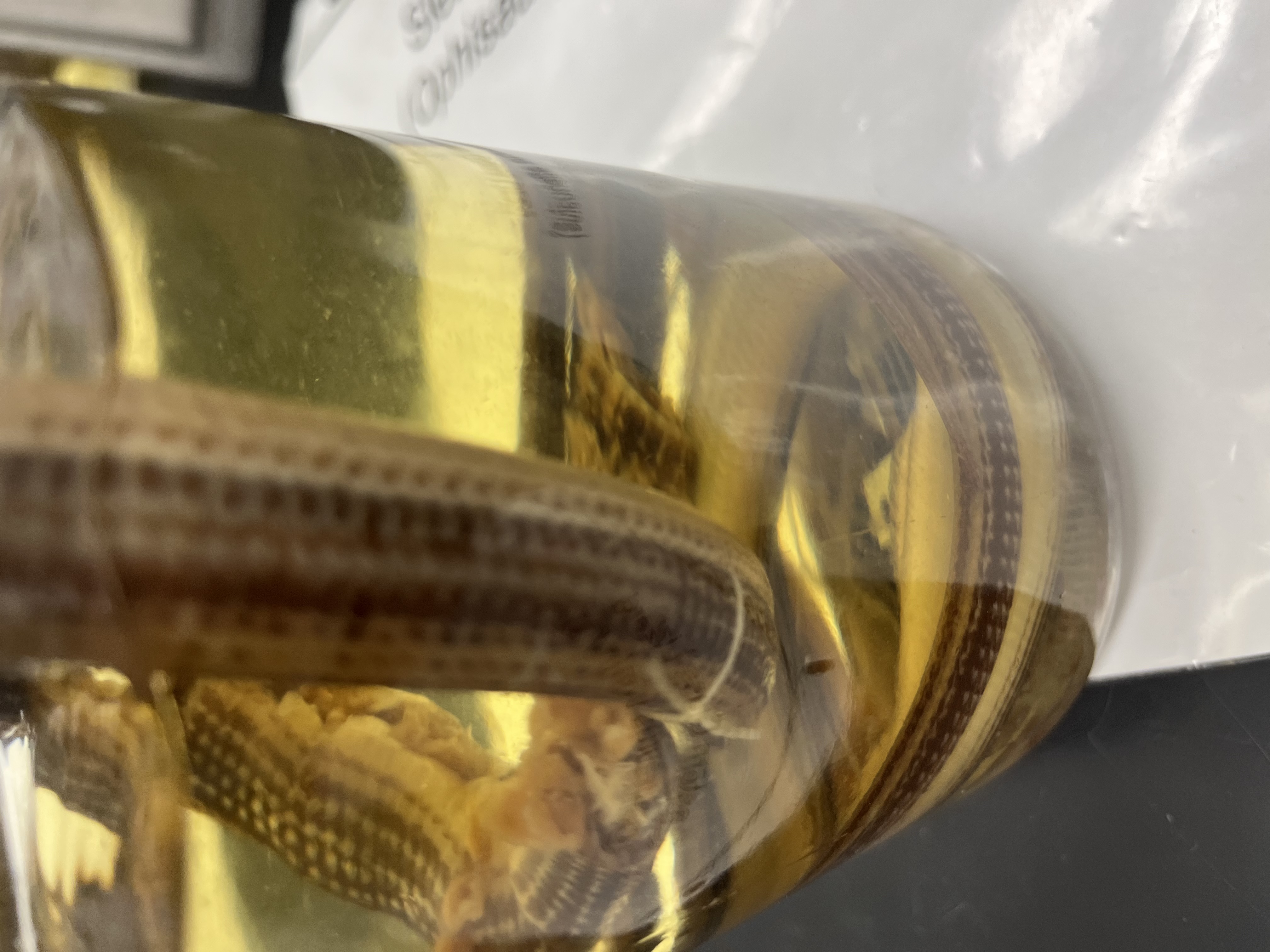 <ul><li><p>black back</p></li><li><p>pointy nose</p></li><li><p>2 white lines on back</p></li><li><p>no arms</p></li><li><p>red line down center</p></li></ul><p></p>