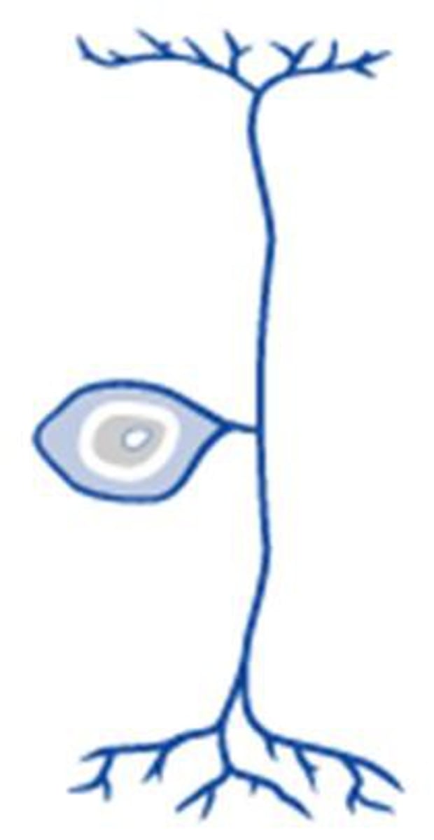 <p>have only one fused axon that extends from cell body and divides into TWO processes:</p><p>- one process carries sensory information FROM sensory receptors TO cell body;</p><p>- other process carries sensory information FROM cell body TO spinal cord;</p>
