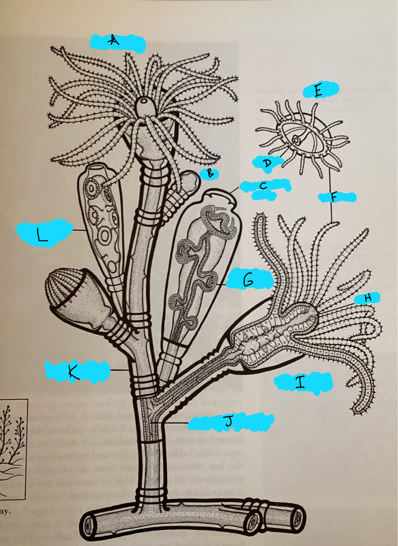 <p>What is L?</p>