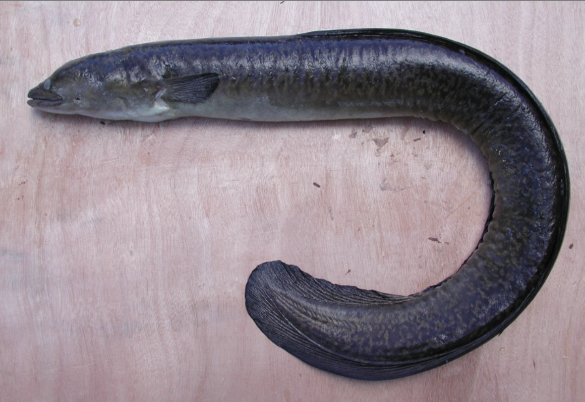 <p>Freshwater Eel <strong>Order</strong></p>