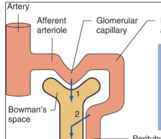 <p>Both of these processes allow substances to travel from the blood into the nephron/kidneys (into the lumen) for filtration. </p>