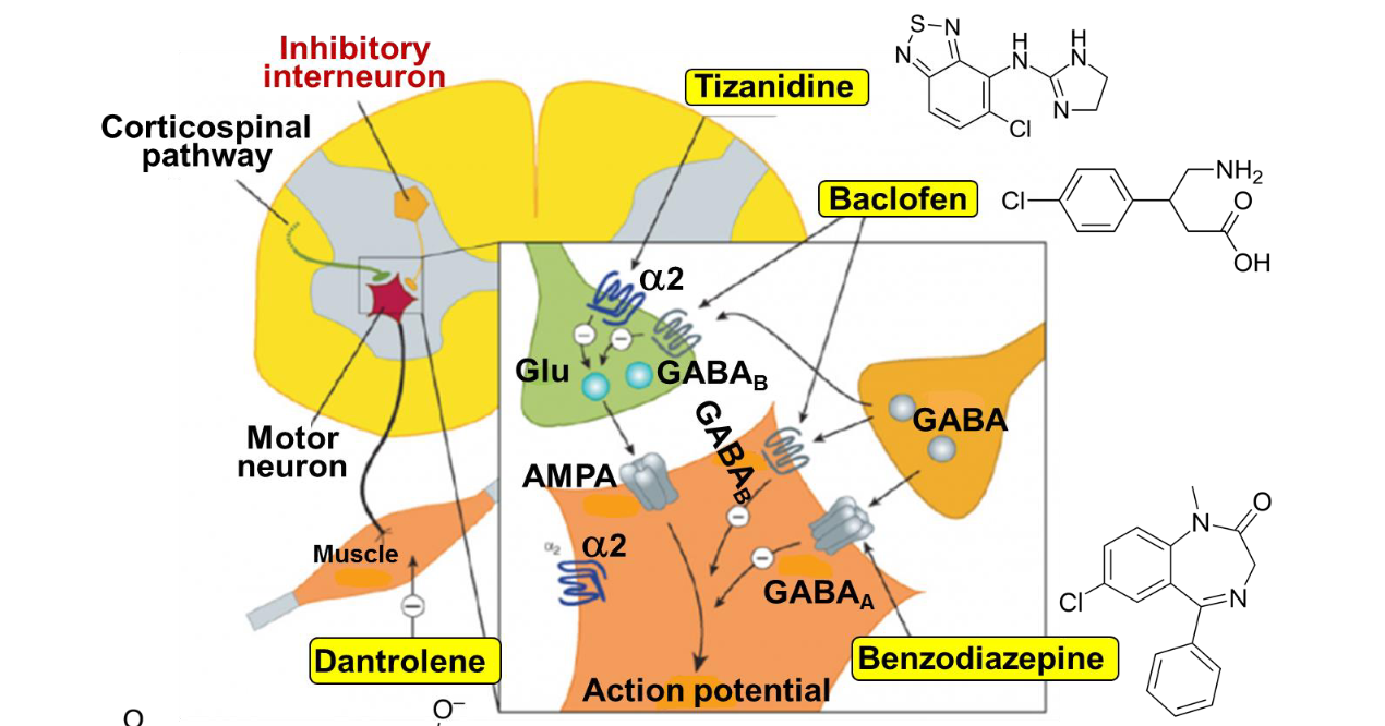 <p>Which antispastic drug <strong><em>directly targets skeletal muscle (direct-acting drug)?</em></strong></p>