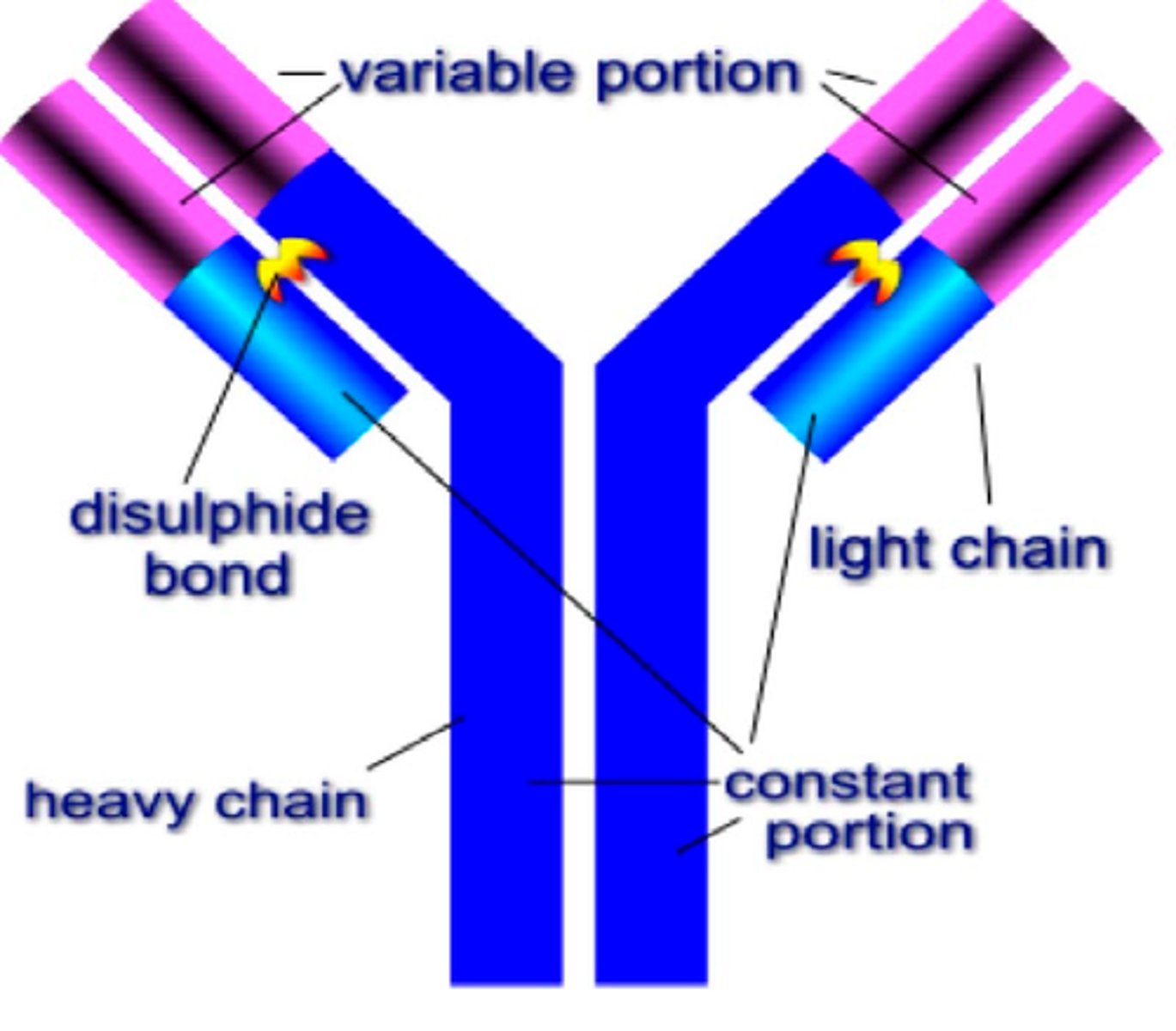 <p>they have a quaternary structure with two heavy (long) polypeptides and two light (short) polypeptides. the heavy and light chains are bonded by disulfide bridges. there are two regions, the constant and variable regions. the constant region is the same within any antibody class and the variable region is when the antibody attaches to the antigen to form an antigen - antibody complex.</p><p>there is a hinge region where the two heavy chains are joined which provides flexibility</p>