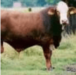 <p>beef breed, cross between a hereford and a brahman cattle, reddish brown and white, more pendulous ears than pure herefords, larger framed than herefords,</p>