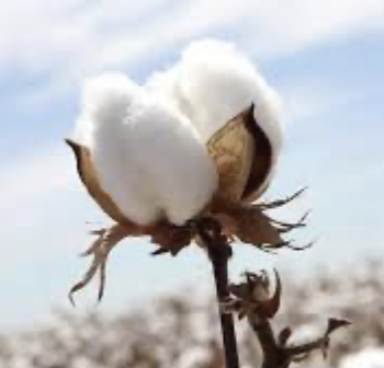 <p>cotton</p>