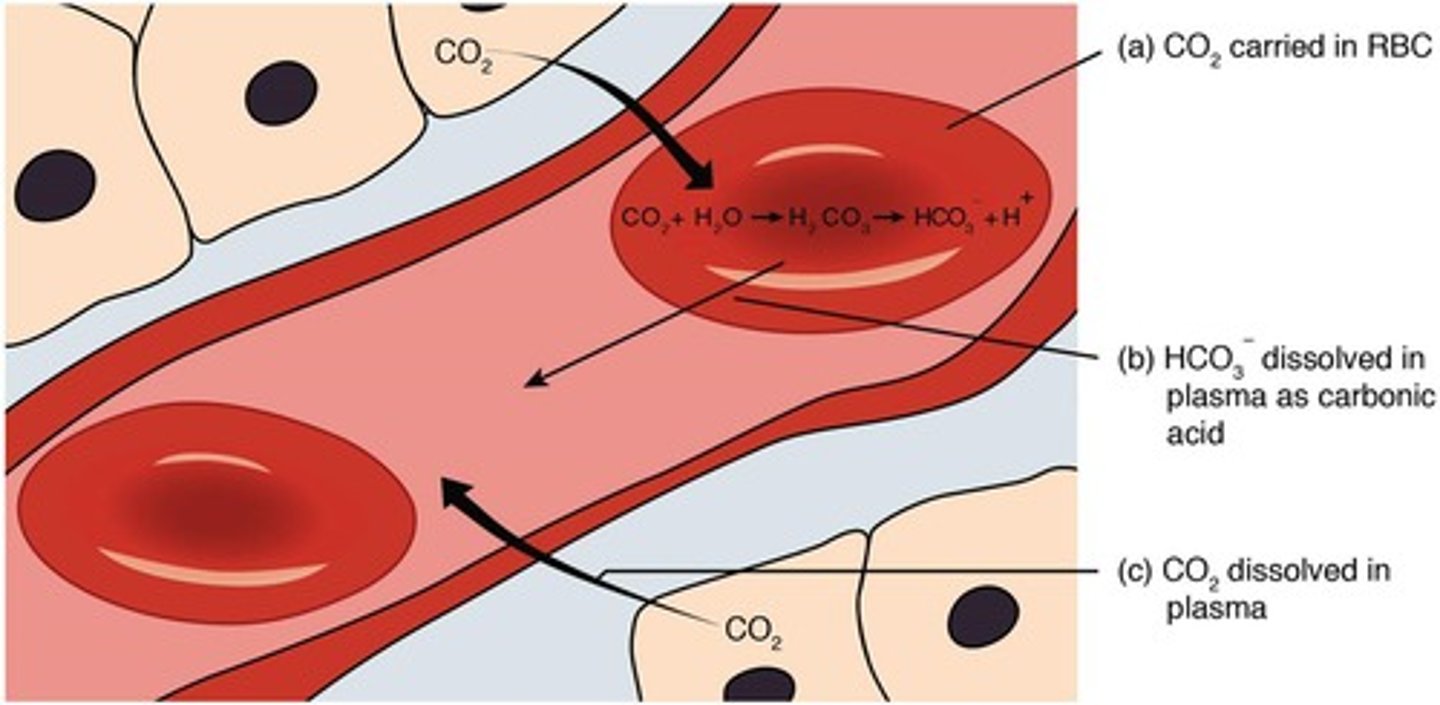 <p>7% of carbon dioxide in blood is dissolved in plasma.</p>
