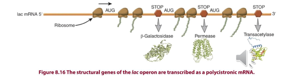 <p>lactose; glucose</p><p>allolactose (made by transglycosylation of lactose by beta-galatosidase) is the inducer for the lab operon → when lac repressor is bound to allolactose it goes through a conformational change that decreases its DNA binding affinity thus relieving lac repression</p><ul><li><p>transcription of the operator is activated by CAP or cyclic adenosine monophosphate receptor protein (CRP) which recruits the RNA polymerase to the promoter → cooperative binding</p></li><li><p>RNA pol then transcribes a polycistronic mRNA with start/stop codons for each of the 3 encoded proteins</p></li></ul><p></p>