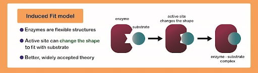 <p>the substrate is able to interact with the enzyme due to its polarity and shape</p>