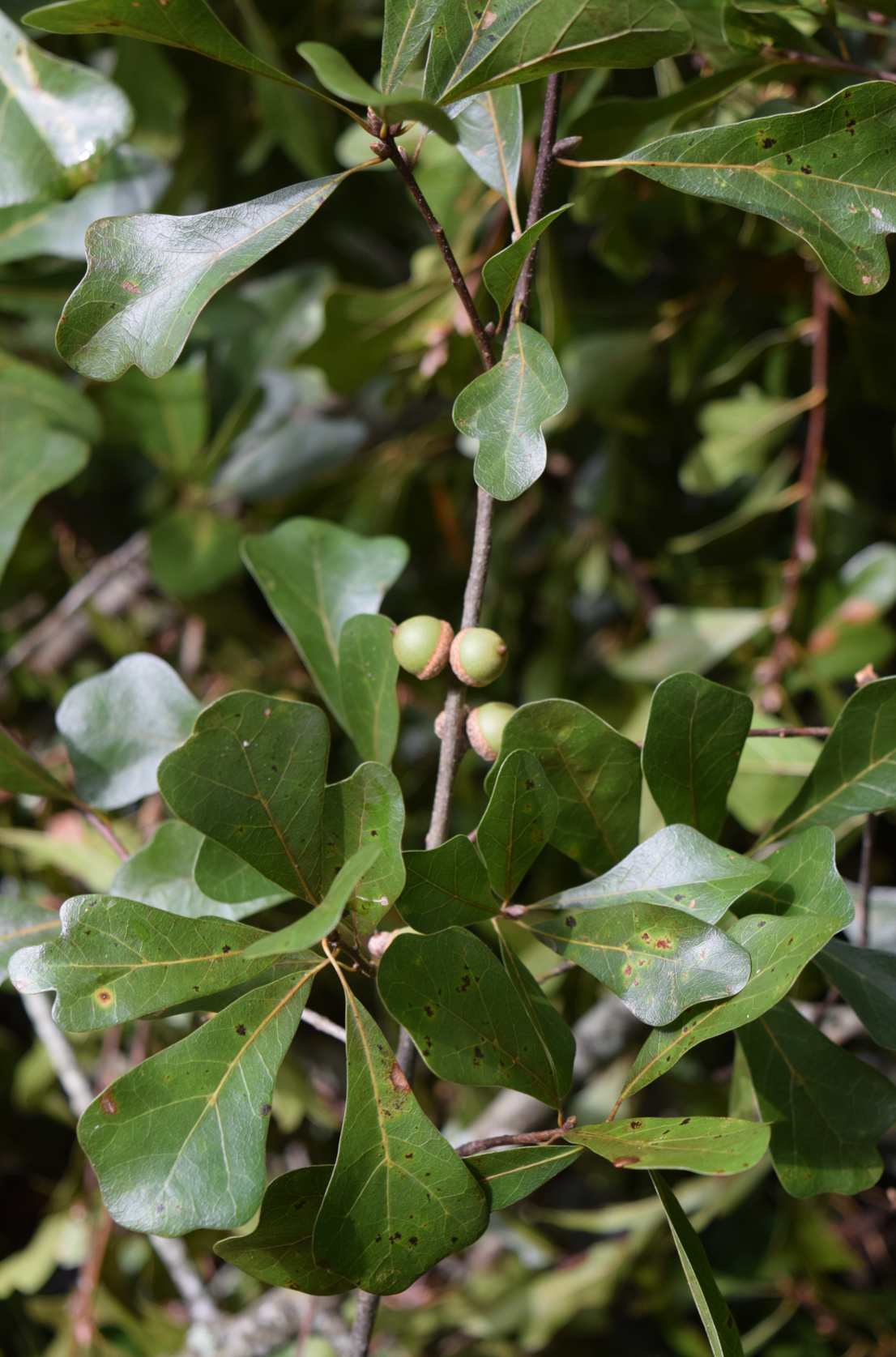 <p>water oak</p>