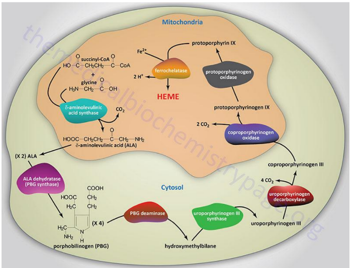 <p>d-ALA Synthase</p>