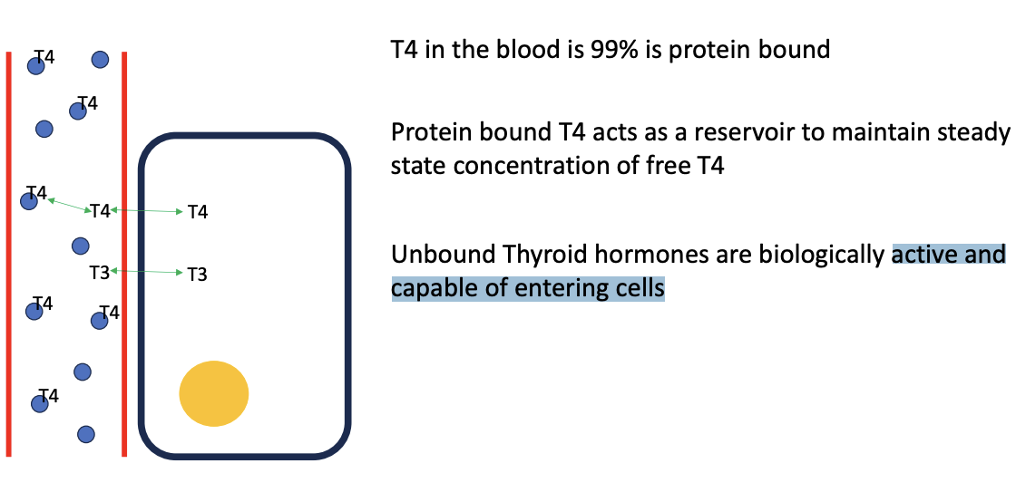 <p>active, capable of entering cells</p>