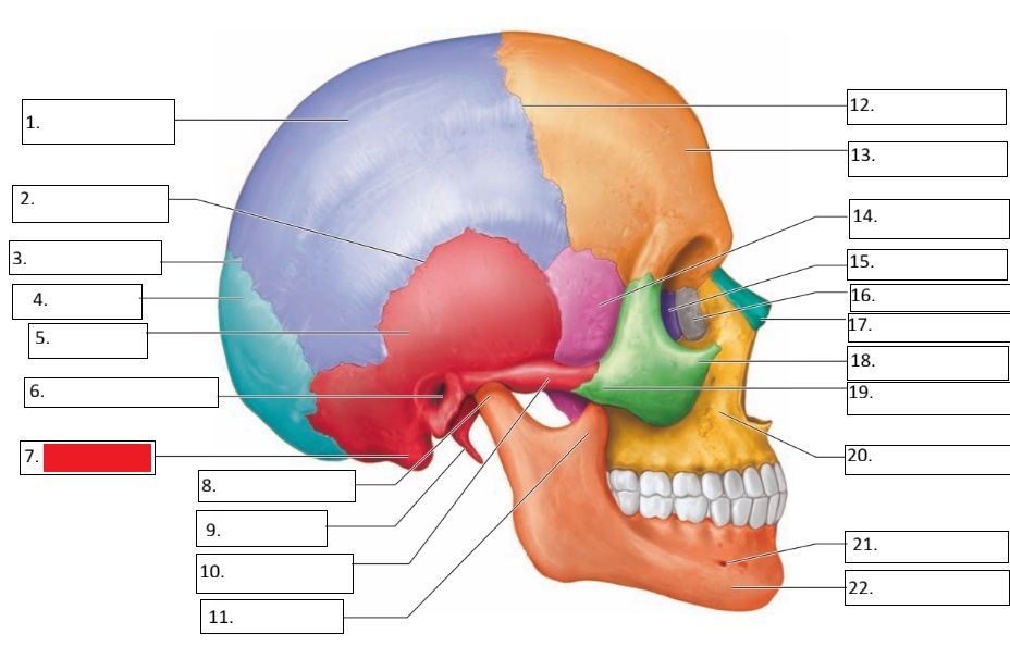 <p>7</p>