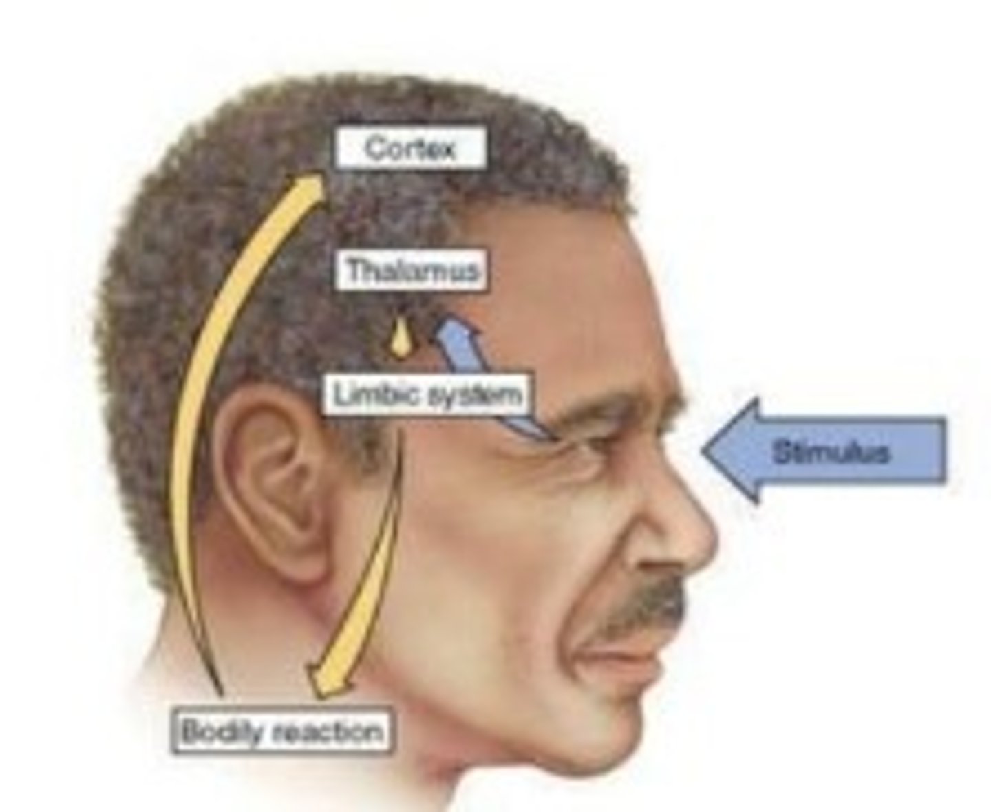<p>Emotions start as a bodily reaction to physical stimuli &amp; then we give them an after-the-fact label </p>