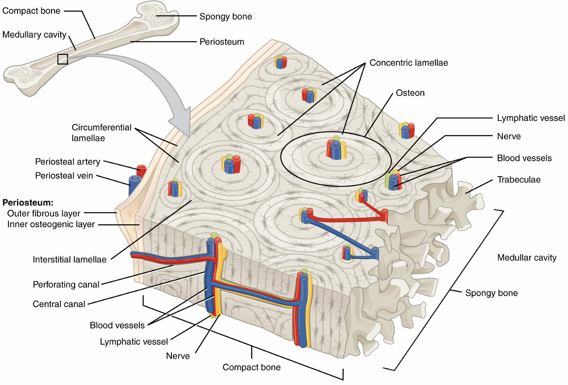 <p>osteon/haversian system- cylindrical structures of multiple concentric lamellae around a central canal</p><p>central canal- passageway for nerves/vessels to supply osteon cells</p><p>lamellae- thin rings of bone tissue, collagen fibers run in opposite direction of adjacent rings</p><p>lacunae- hold osteocytes</p><p>canaliculi- tiny canals running from central canal to lacunae</p><p>circumferential lamellae- encircle all osteons</p><p>interstitial lamellae- fill in gaps between osteons</p><p>perforating canal- connect central canals, allow nerves/blood to enter the bone</p><p>periosteum- cover outside of bone</p><p>endosteum- lines medullary cavity</p>