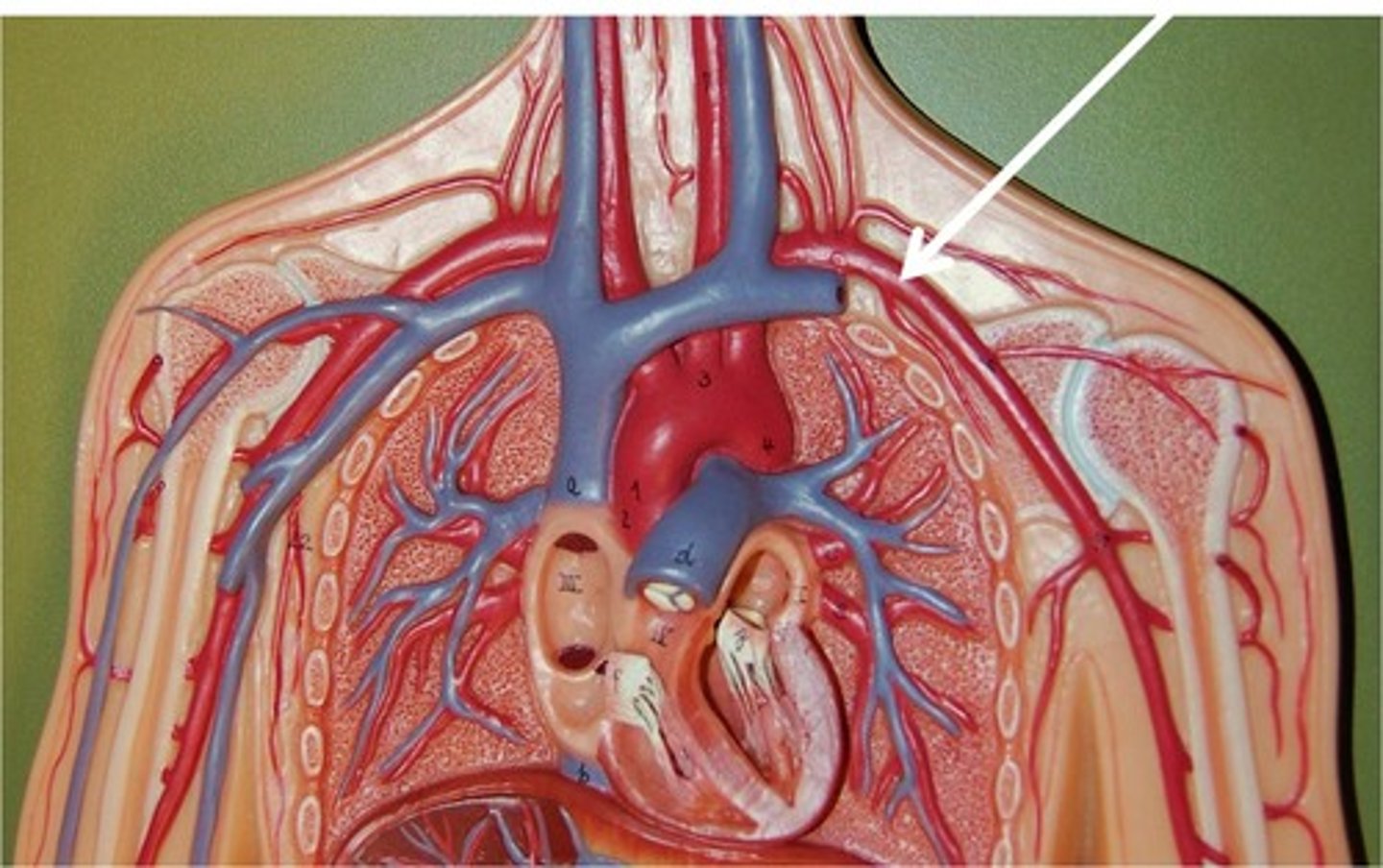 <p>either of the arteries that carry blood into the arms</p>