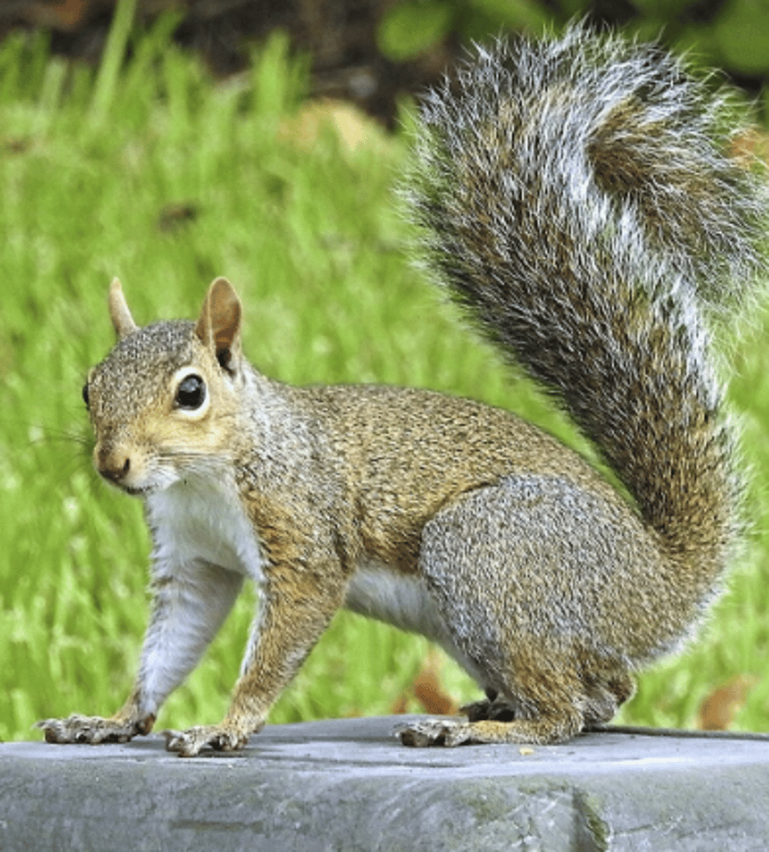 <p>Name, habitat, range</p><p>-white tipped tail hairs</p><p>-slightly orange line running down back</p>