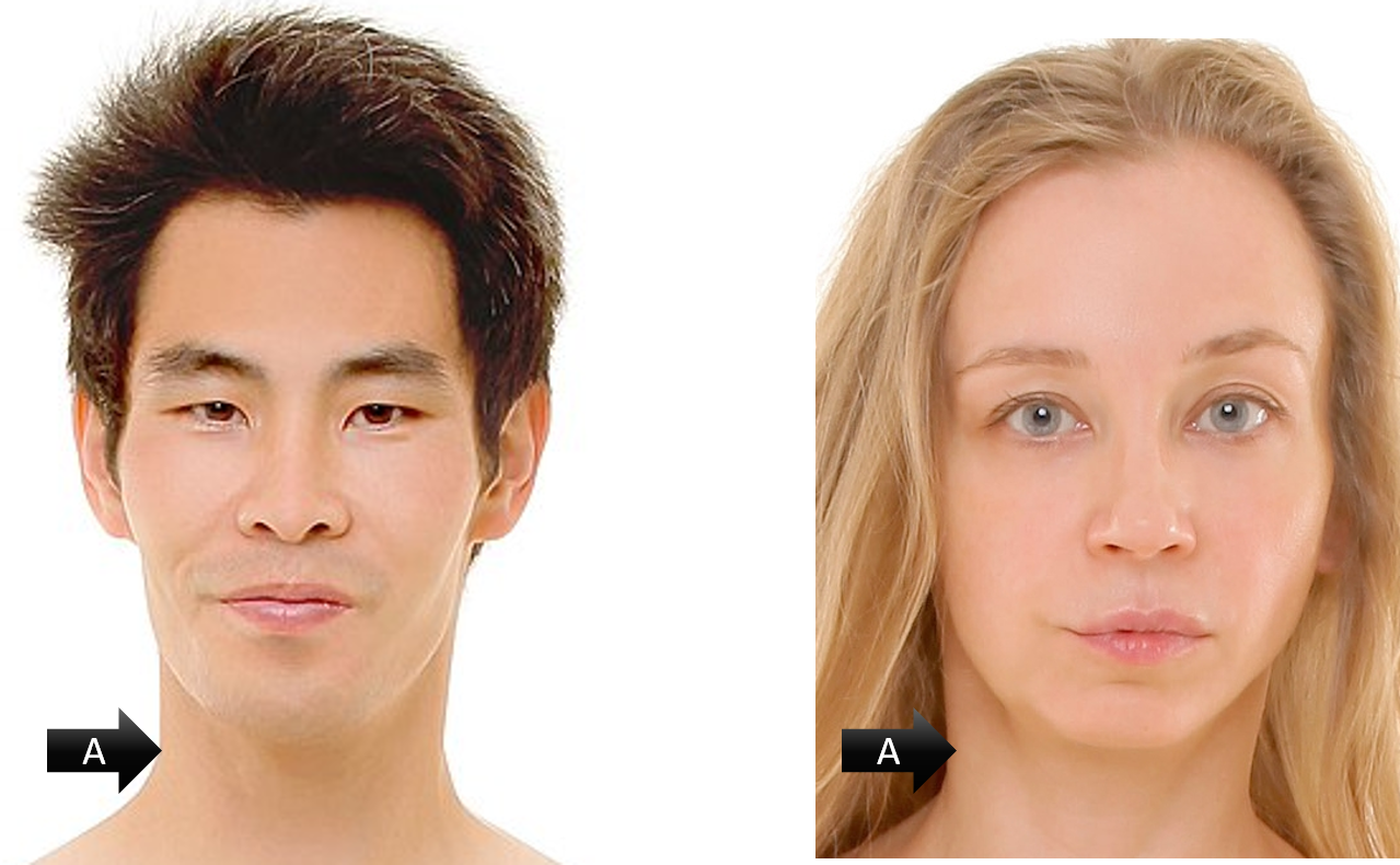 <p><span><span>identify the gross anatomical region labeled A on both models</span></span></p>