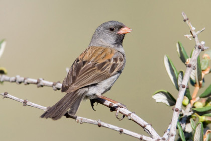 <p>Order: Passeriformes Family: Passerellidae (New World Sparrow)</p>