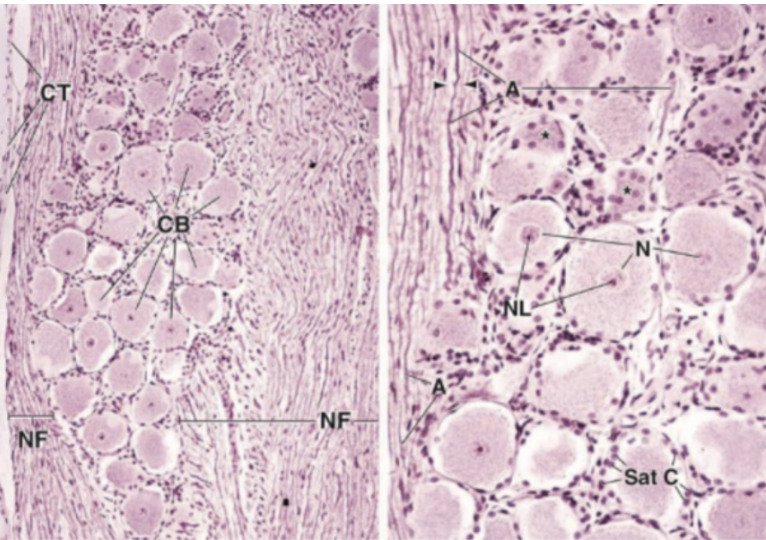 <p>Identify the specimen.</p>
