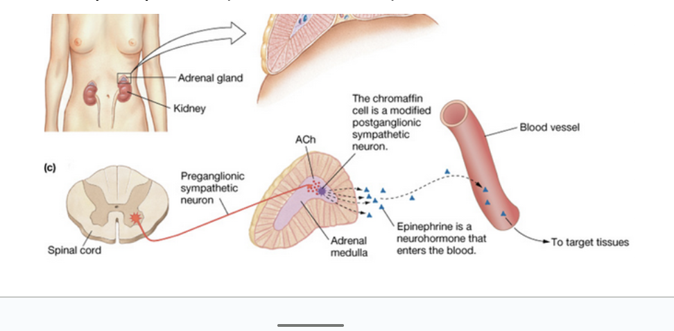 <p>Outer layer of adrenal gland</p><ul><li><p>Secretes steroid hormones</p></li></ul><p></p>