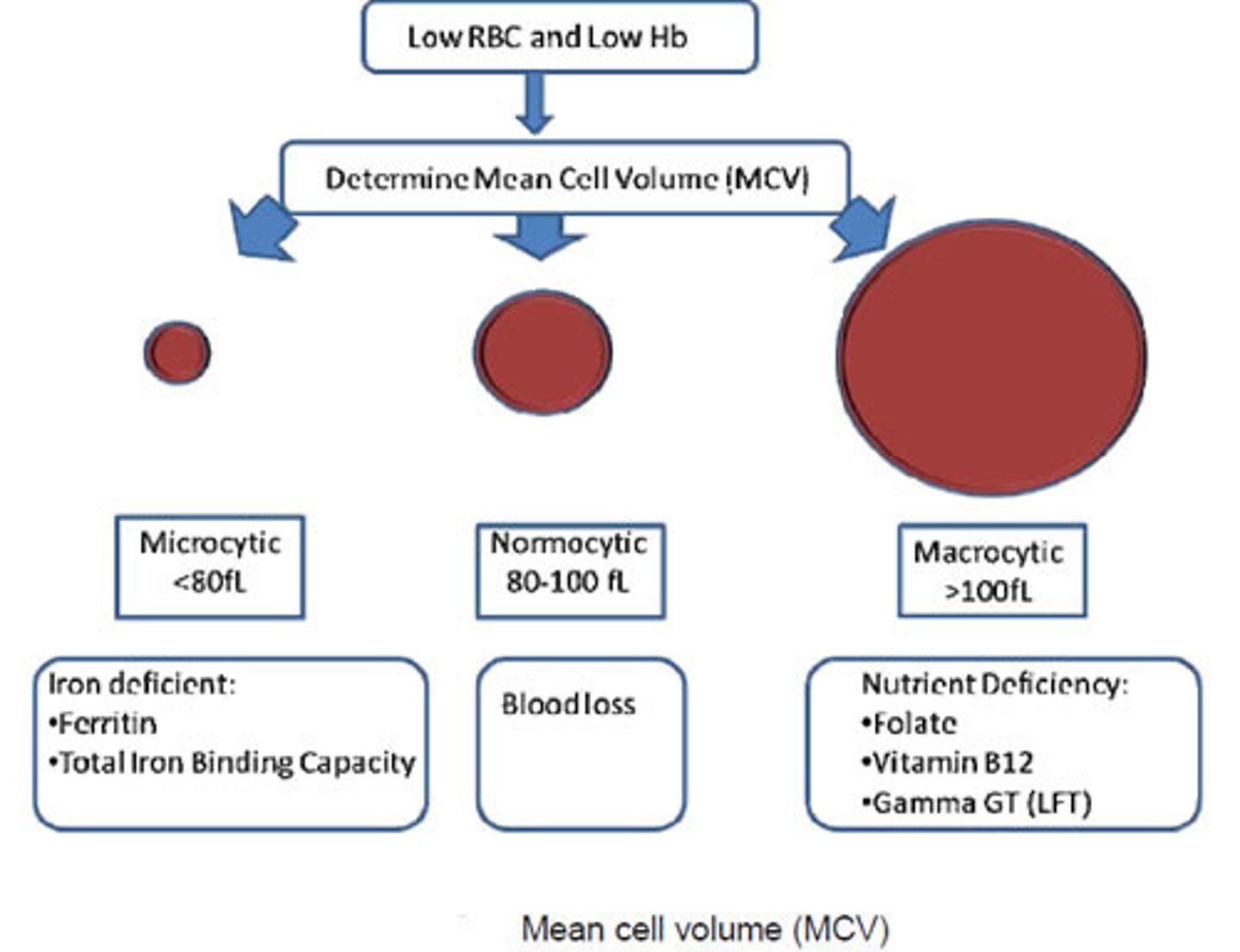 <p>Mean corpuscular volume</p>