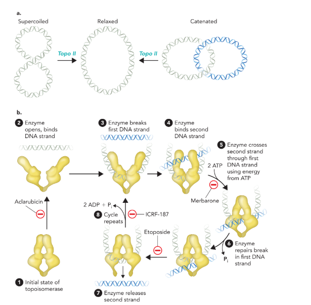<p>break both strands and reduces the supercoiling region by two turns; uses inhibitors to block pathways and uses energy from ATP </p>