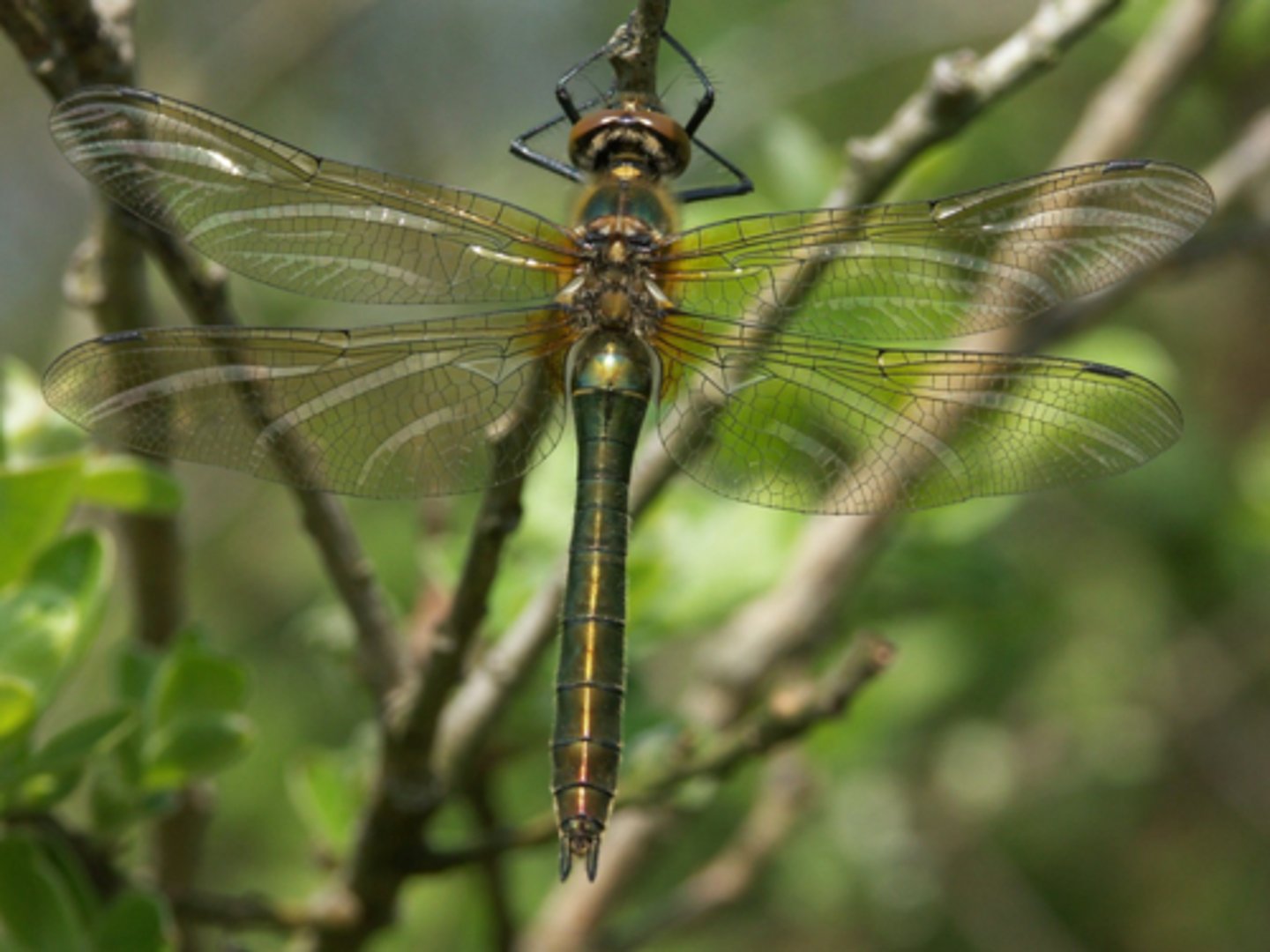 <p>Glanslibellen, lichaam metaalgroen</p>