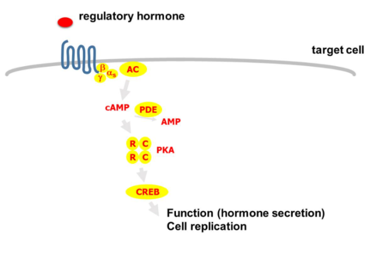 <p>alpha subunit interacts with AC. </p><p>AC converts ATP into cyclic AMP which binds to protein kinase activating Protein kinase A (PKA)</p><p>The activated PKA enters into the nucleus and helps activate CREB (transcription factor)</p><p>This induces a response which results in the secretion of hormones or cell replication.</p><p>PDE also degrades cAMP converting it into AMP to shut off signalling cascade.</p>