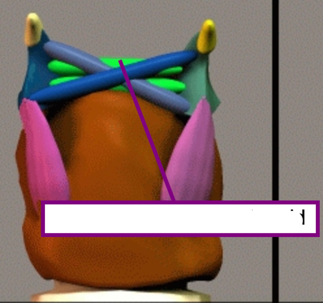 <p>run horizontally between the two arytenoid cartilages</p>