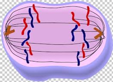 <p>•Each pair of chromatids are separated at the centromere and moves to the opposite pole</p>