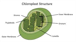 <p>thylakoid membrane (green pancakes)</p><p>stroma</p>