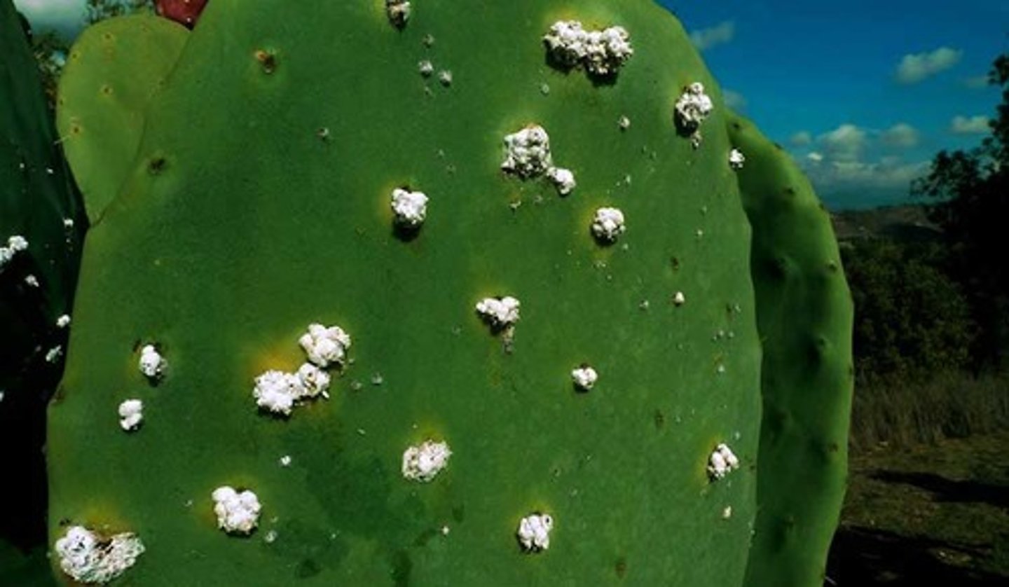 <p>Live on prickly pear cactus [opuntia cactus]<br>The females stay on the cactus and never leave<br>They produce a sticky wax as a protective cover<br>They eat and lay eggs in one place<br>They suck the juice from the cactus<br>Mouth part is embedded in plant tissues<br>The males has wings to disburse DNA<br>When squished it produces a red dye pigment from its tissue<br>Cochineal dye [Carmine Acid]</p>