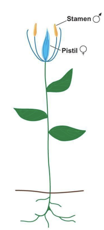 __Both sex structures__ are in the __same flower__

* Ex: rose, lily mango 