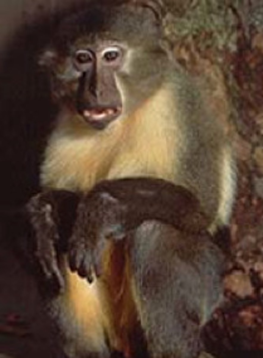 <p>NHP in CITES Appendix I</p><p>(parvorder catarrhini)- Tana River Mangaby</p>